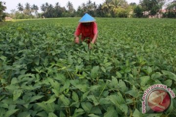 Titik cerah swasembada kedelai