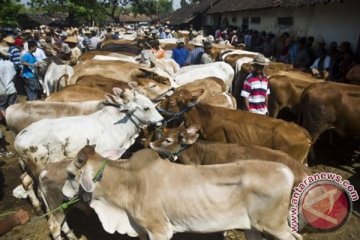 Bupati Kutai sumbang 100 ekor hewan kurban