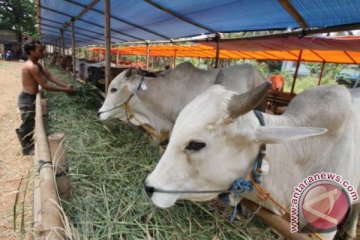 Penjualan hewan kurban di Cianjur mulai meningkat