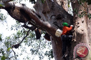 Pemerintah gerakkan pengelolaan hutan lestari demi kurangi emisi