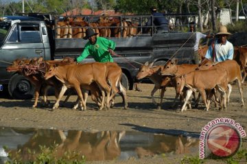Impor sapi lukai peternak sapi dalam negeri