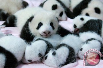 Panda raksasa di Makau lahirkan bayi kembar