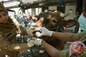 Hewan kurban bercacing hati masih ditemukan di Semarang