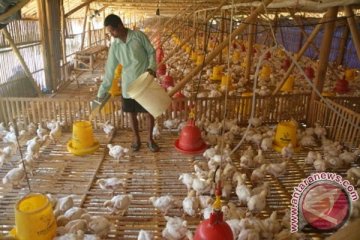 Sulteng manfaatkan limbah pertanian jadi pakan ayam