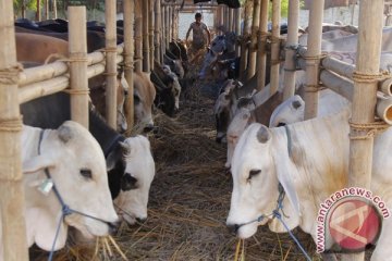 Pasokan ternak dari Sumatera ke Jawa meningkat