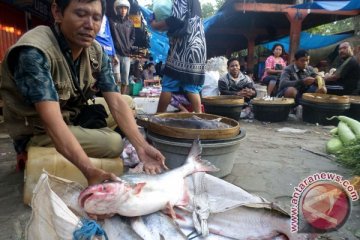 Pedagang Bojonegoro didera kelangkaan pasokan ikan laut