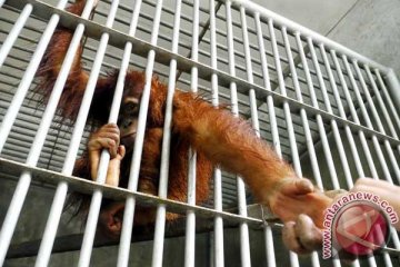 COP berharap orangutan terluka segera dilepasliarkan