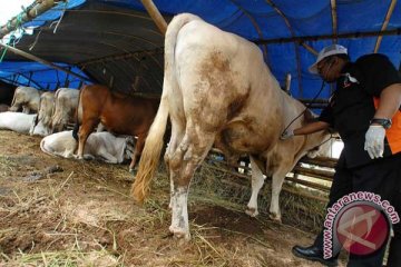 Pasokan sapi kurban berkurang