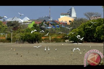 BLEKOK SAWAH