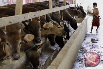 HARGA SAPI NAIK