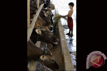 HARGA SAPI NAIK