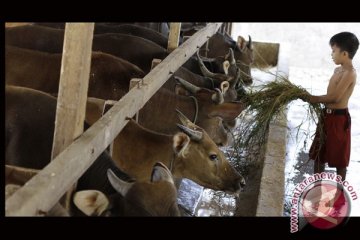 HARGA SAPI NAIK