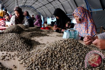 Ketiga terbesar di dunia, produksi kopi Indonesia di bawah Brasil