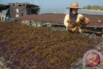 Pemerintah dorong industrialisasi rumput laut