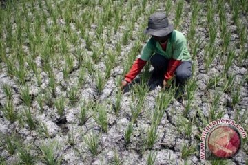 Ribuan hektare sawah di Kulon Progo gagal tanam