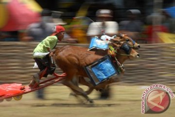 Fotografer ANTARA pamerkan karapan sapi di Turki