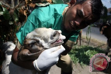 Pemprov Sulteng jamin kesehatan hewan kurban