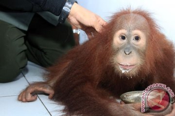 Seorang guru serahkan orangutan peliharaannya kepada BKSDA