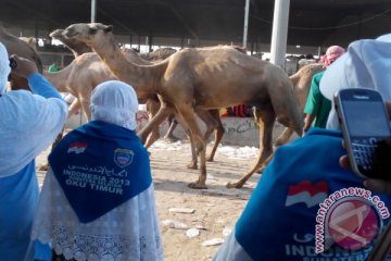 Mengintip rumah pemotongan hewan di Makkah