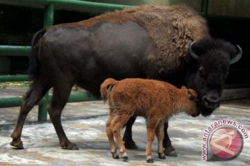 Pengunjung taman ditanduk bison saat swafoto