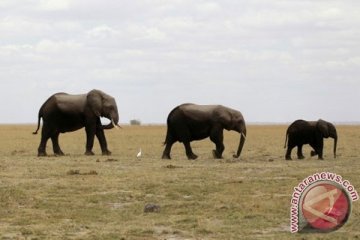 Tanzania sita gading diduga berasal dari 117 gajah liar