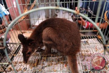 14 kangguru Ragunan mati karena serangan anjing