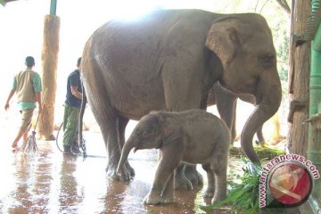 Menhut: gajah  untuk upacara tradisi tidak masalah