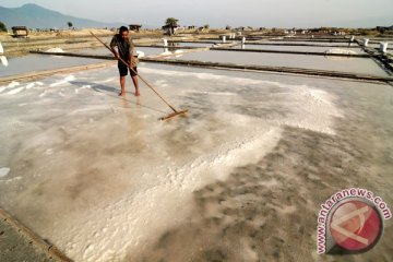 Kemenperin bina petani garam penuhi kebutuhan industri