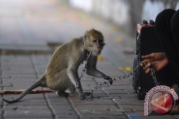 Pawang topeng monyet  keberatan hanya diganti Rp1 juta