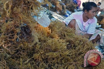 Indonesia ekspor produk rumput laut ke Brasil