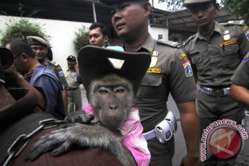 Komentar warga Jakarta soal razia topeng monyet