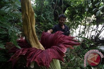 Bunga bangkai setinggi 2,5 meter mekar di Kebun Raya Cibodas