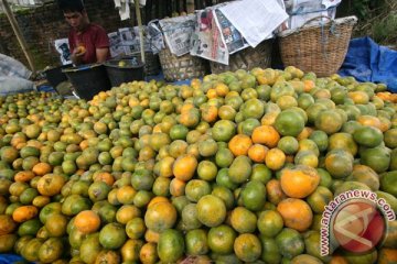 Yuzu, buah terseksi di dunia