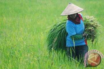 Jagung transgenetik tahan hama pikat petani Probolinggo