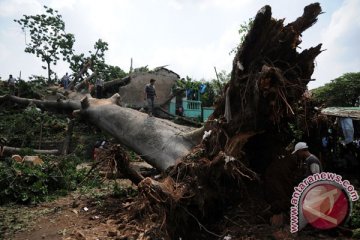 Dua tewas tertimpa pohon di Sedudo Nganjuk