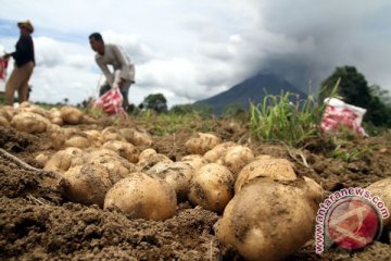 Pakar: NSK akibatkan penurunan produksi kentang