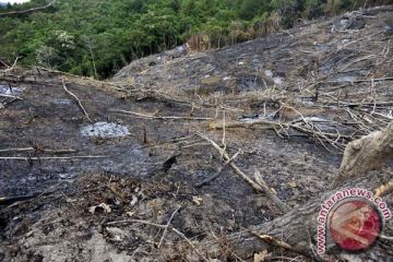 BUKA LAHAN PERKEBUNAN BARU