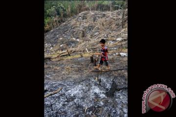 BUKA LAHAN PERKEBUNAN BARU