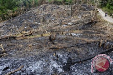 BUKA LAHAN PERKEBUNAN BARU