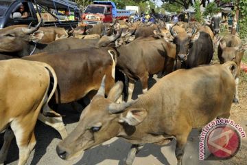 PERMINTAAN SAPI MENINGKAT