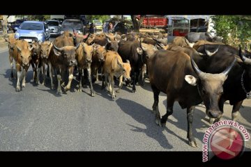 PERMINTAAN SAPI MENINGKAT