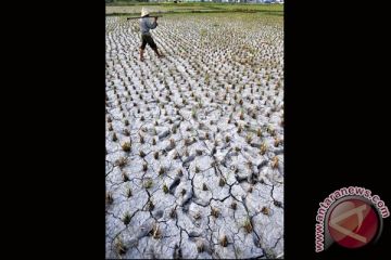 SAWAH KERING