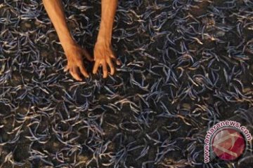  IKAN KERING