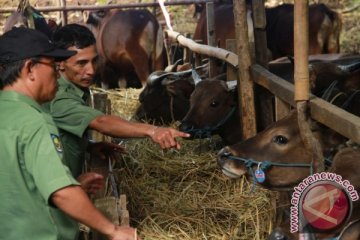 Periksa Hewan Kurban