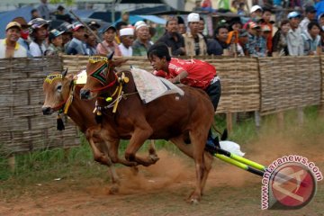 24 pasang sapi berebut Piala Presiden 2015