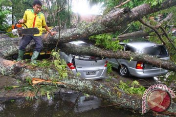 Pohon tumbang di Bandarlampung rusak 11 rumah