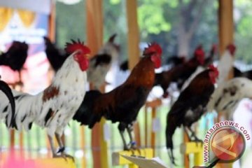Ratusan ayam asli Indonesia ikuti Kontes Ayam Ketawa