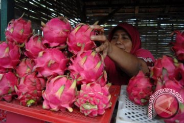 Jelang Imlek, permintaan buah naga dan jeruk mandarin meningkat