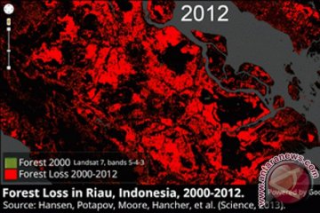 Google sediakan peta deforestasi hutan dunia