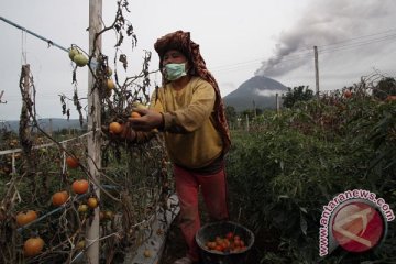 Petani Simalungun tidak sengaja diuntungkan erupsi Gunung Sinabung